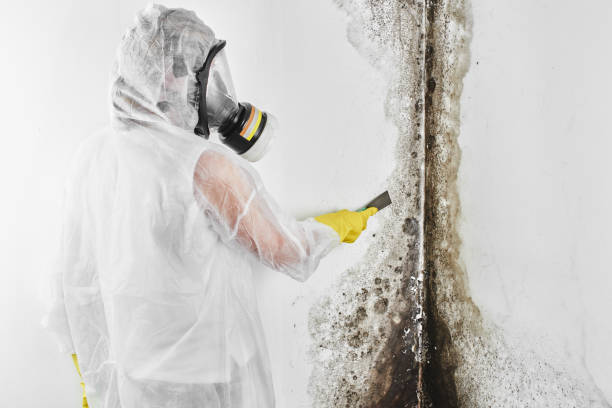 Best Mold Testing  in Buena Vista, CO