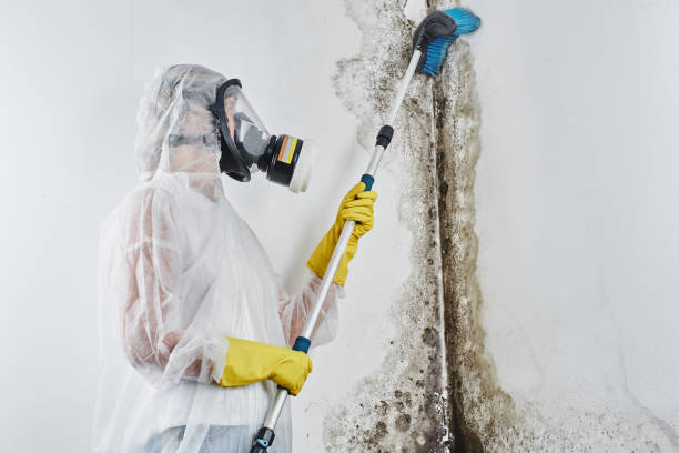 Best Mold Damage Repair  in Buena Vista, CO