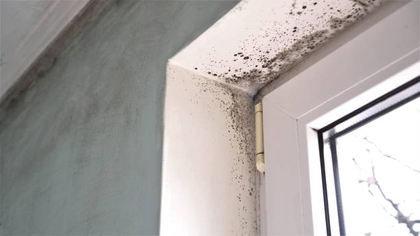 Best Mold Removal Process  in Buena Vista, CO