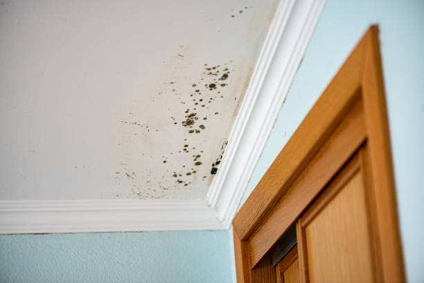 Water Damage Restoration in Buena Vista, CO