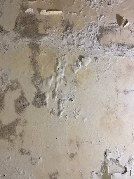 Best Certified Mold Removal  in Buena Vista, CO