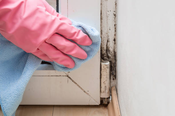 Office Mold Removal Services in Buena Vista, CO